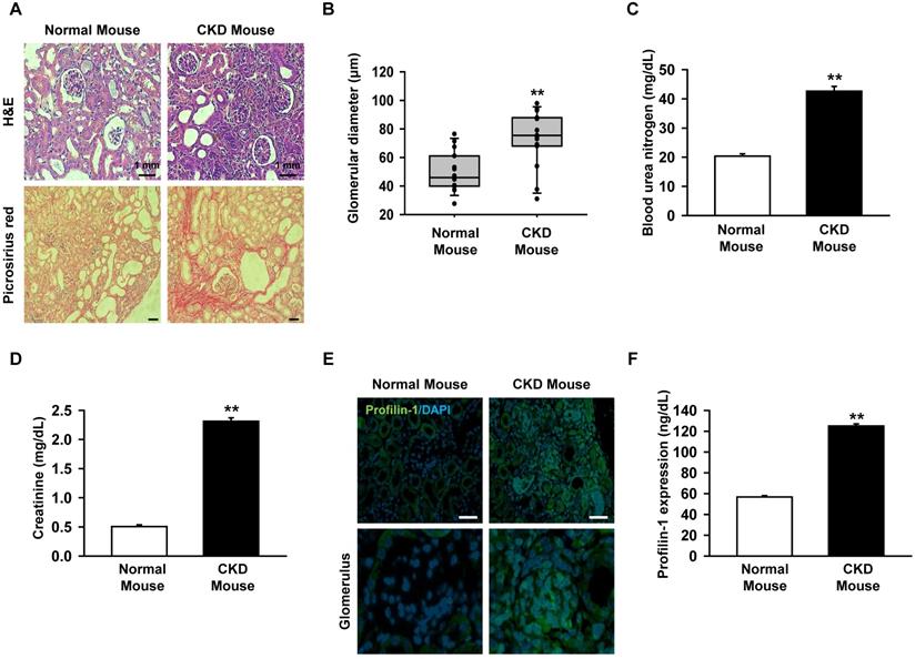 Int J Med Sci Image