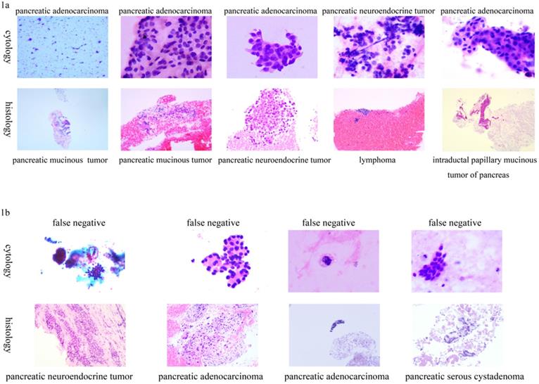 Int J Med Sci Image