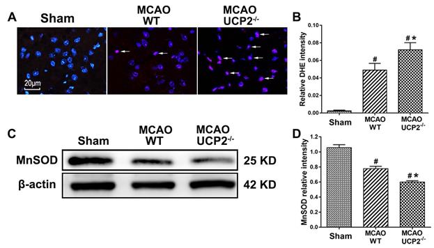 Int J Med Sci Image