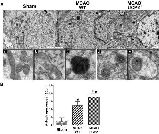 Int J Med Sci Image