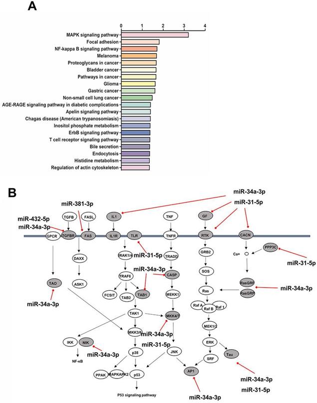 Int J Med Sci Image