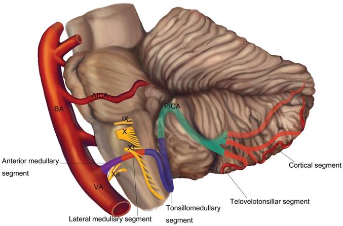 Int J Med Sci Image