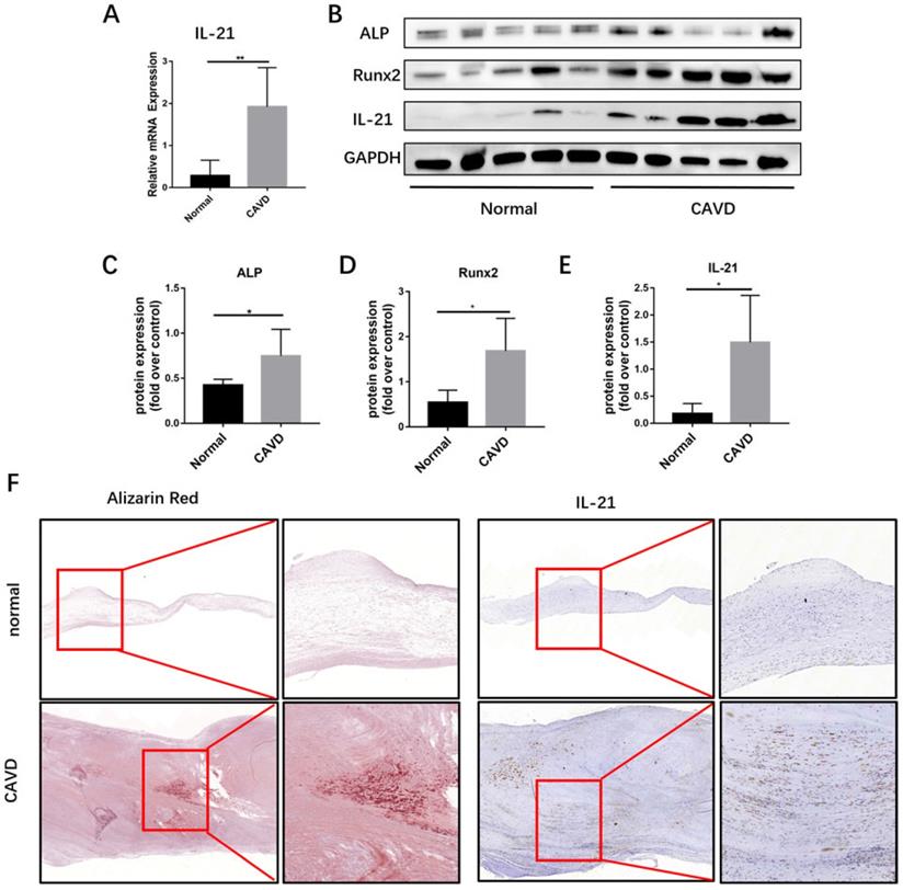 Int J Med Sci Image