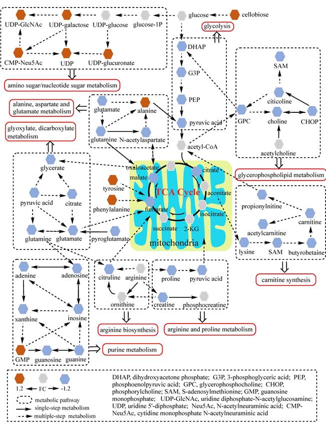 Int J Med Sci Image