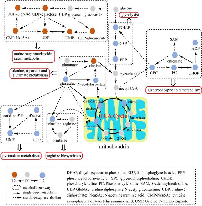 Int J Med Sci Image