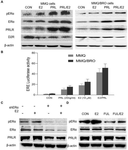 Int J Med Sci Image