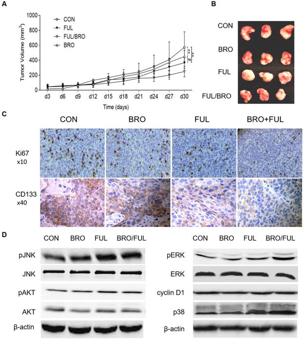 Int J Med Sci Image