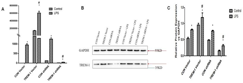 Int J Med Sci Image