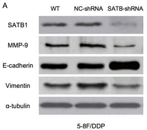 Int J Med Sci Image