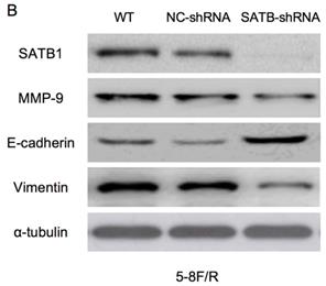 Int J Med Sci Image