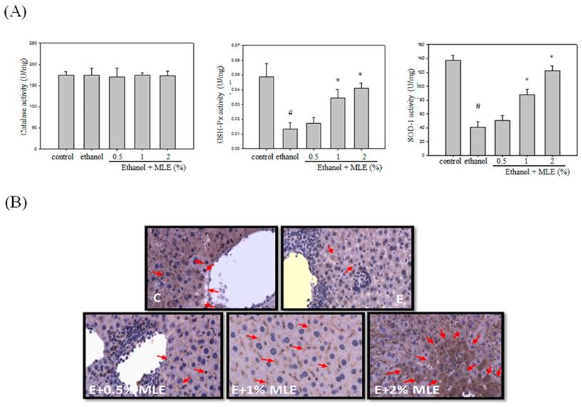 Int J Med Sci Image