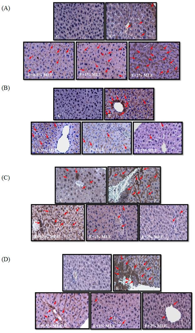 Int J Med Sci Image