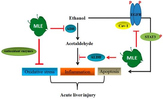 Int J Med Sci Image