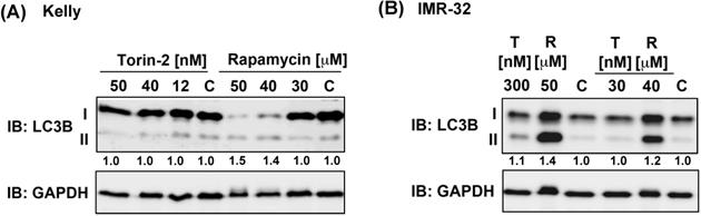 Int J Med Sci Image