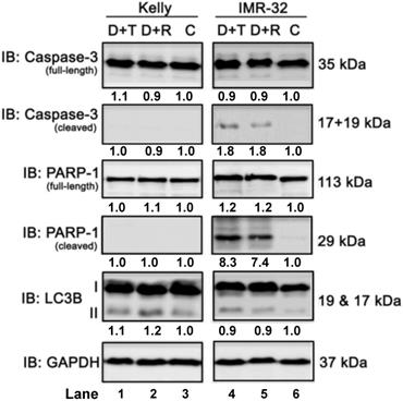 Int J Med Sci Image