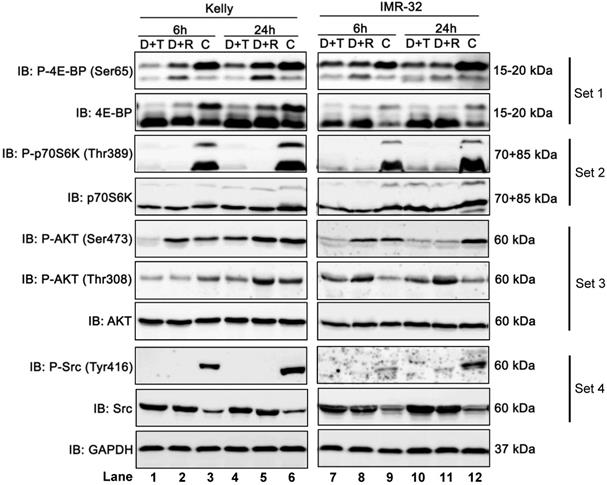 Int J Med Sci Image