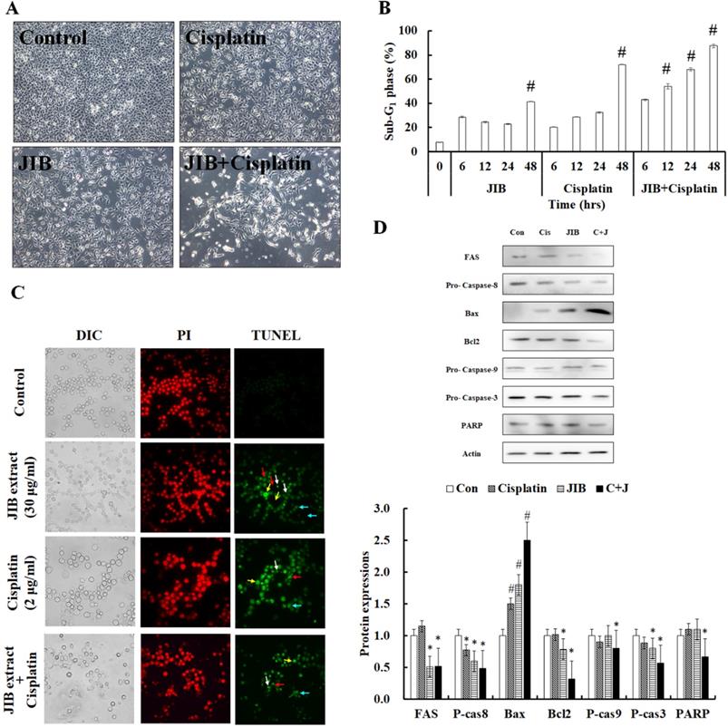 Int J Med Sci Image