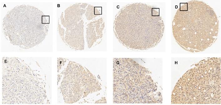 Int J Med Sci Image