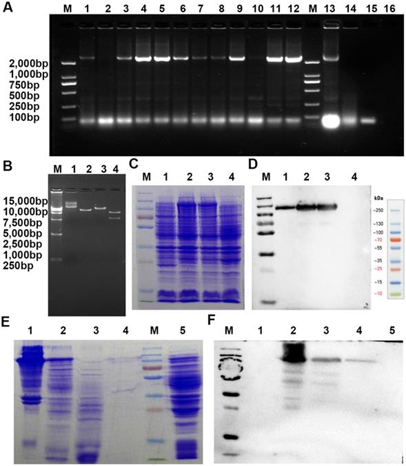 Int J Med Sci Image