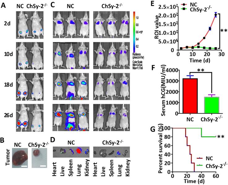 Int J Med Sci Image