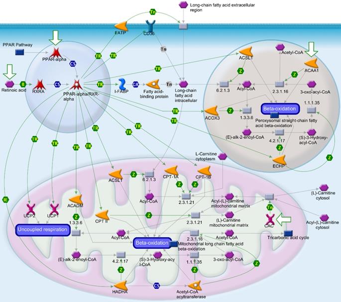 Int J Med Sci Image