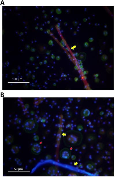 Int J Med Sci Image