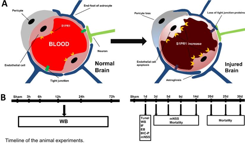 Int J Med Sci Image