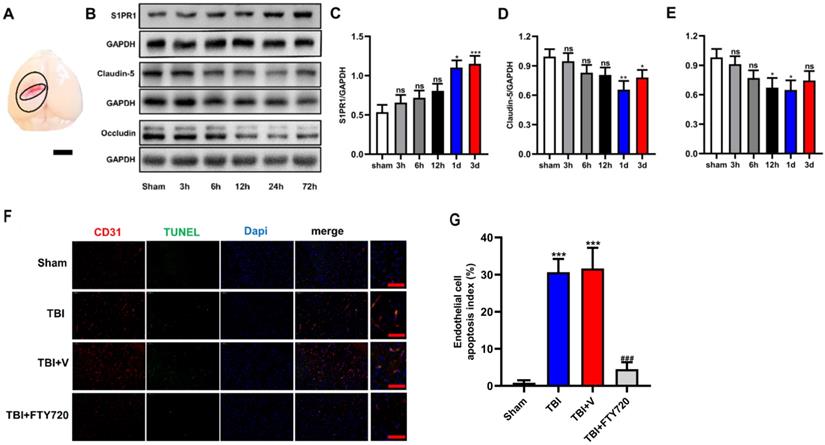 Int J Med Sci Image