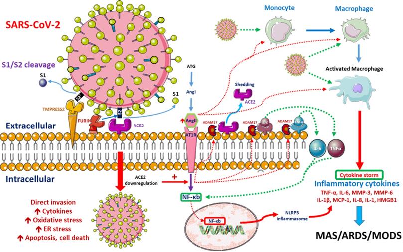 Int J Med Sci Image