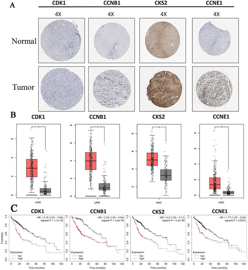 Int J Med Sci Image