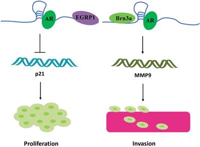 Int J Med Sci Image