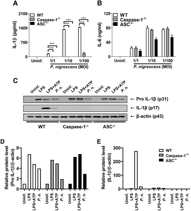 Int J Med Sci Image