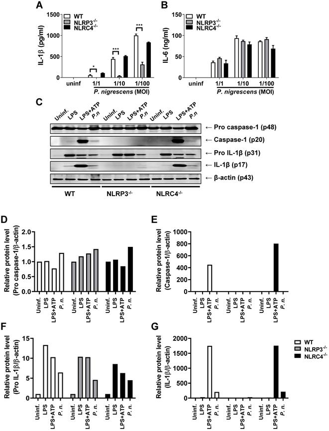 Int J Med Sci Image