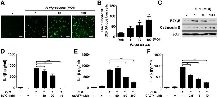 Int J Med Sci Image