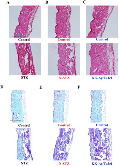 Int J Med Sci Image