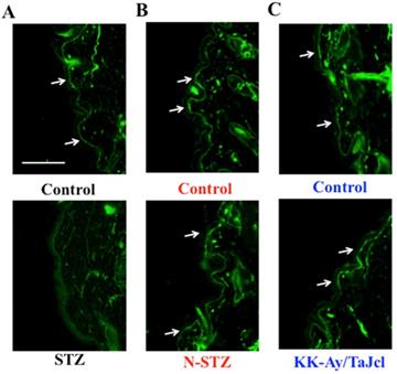 Int J Med Sci Image