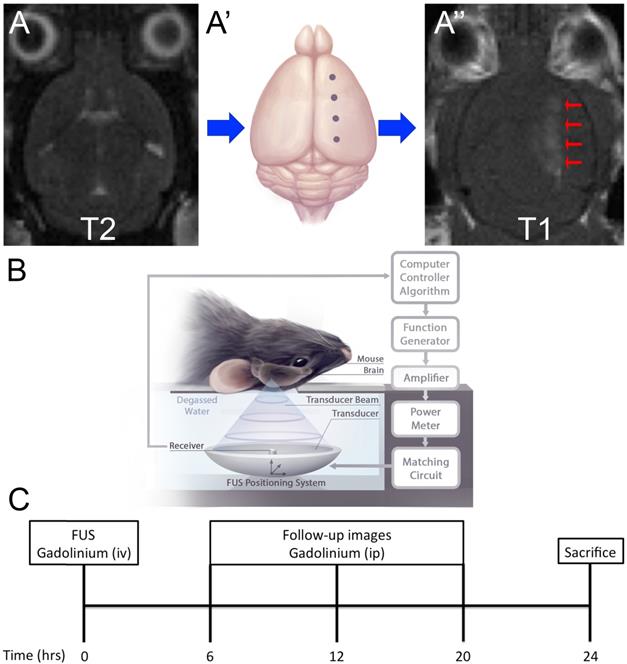 Int J Med Sci Image