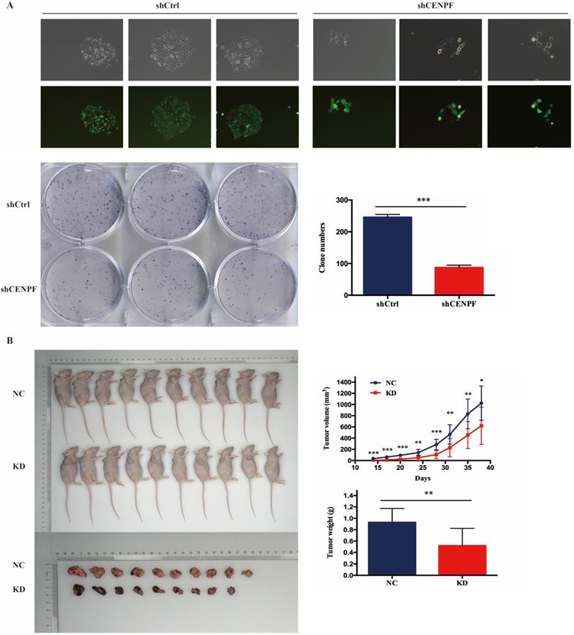 Int J Med Sci Image