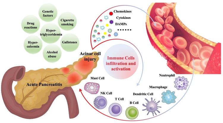 Int J Med Sci Image