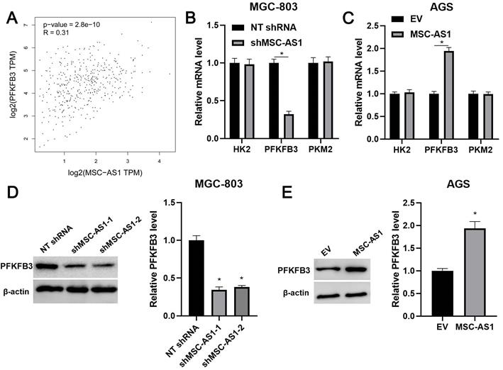 Int J Med Sci Image