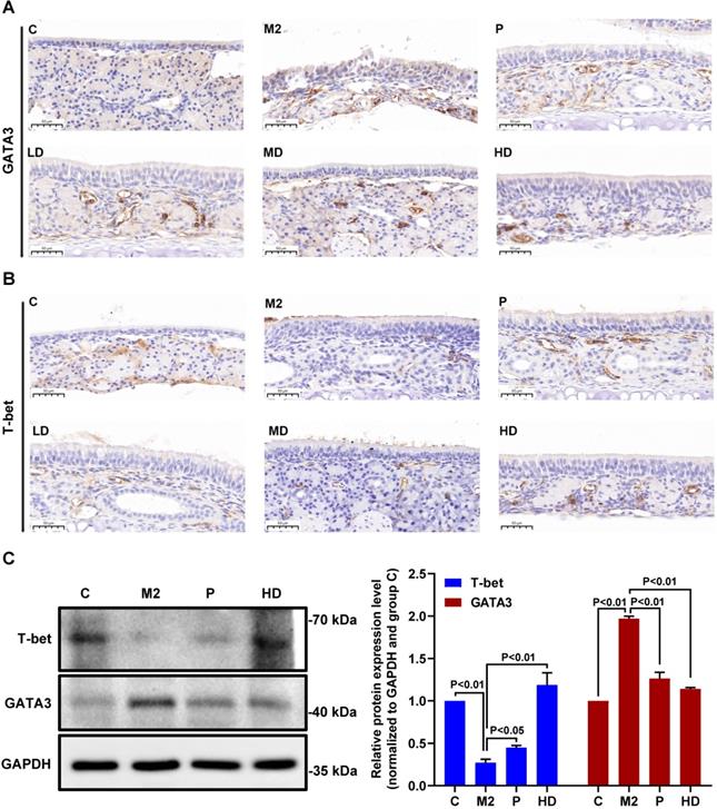 Int J Med Sci Image