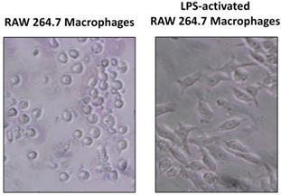 Int J Med Sci Image