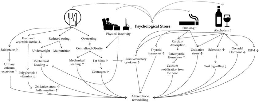 Int J Med Sci Image