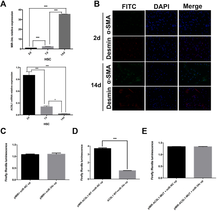 Int J Med Sci Image