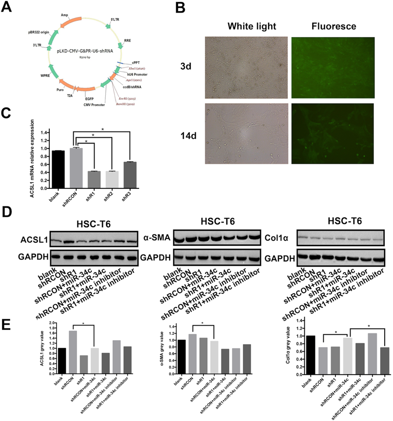 Int J Med Sci Image