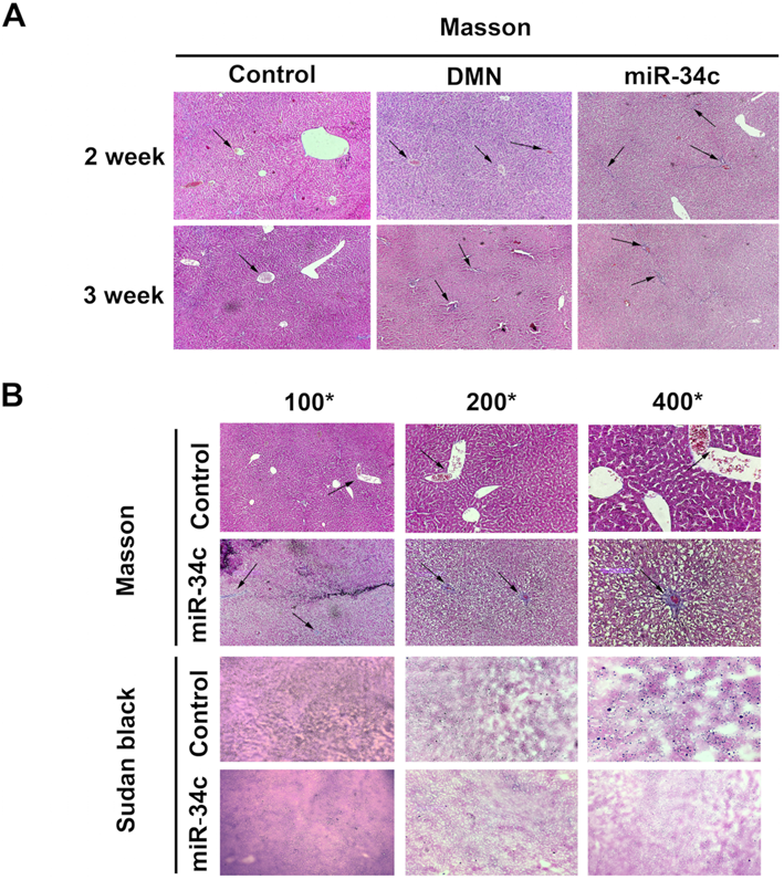 Int J Med Sci Image