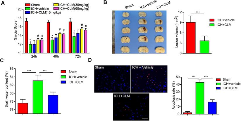 Int J Med Sci Image