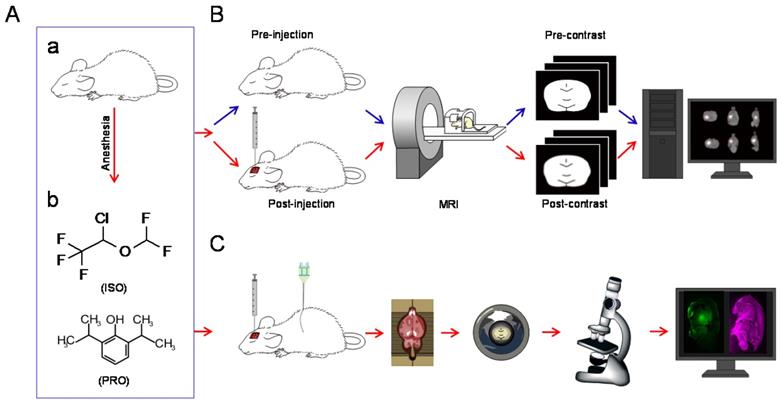 Int J Med Sci Image