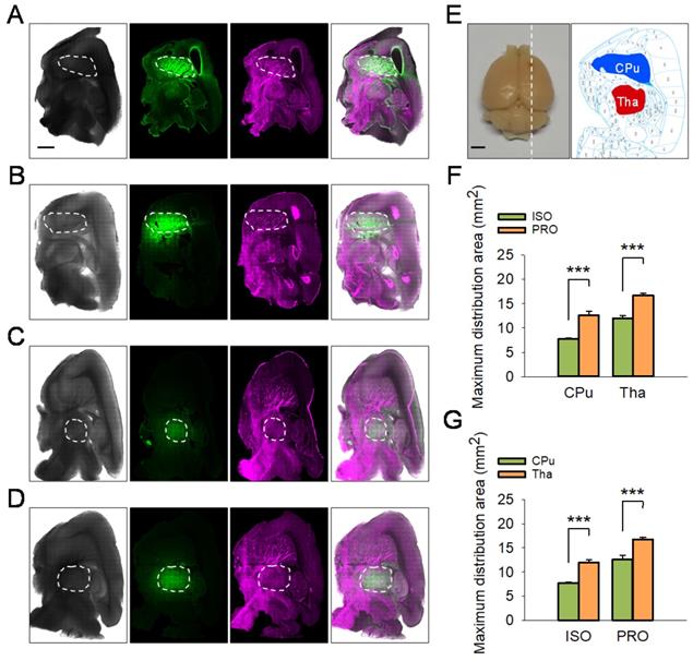 Int J Med Sci Image