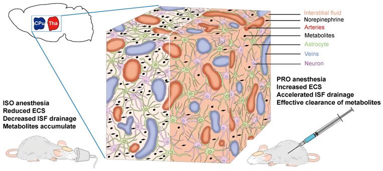 Int J Med Sci Image